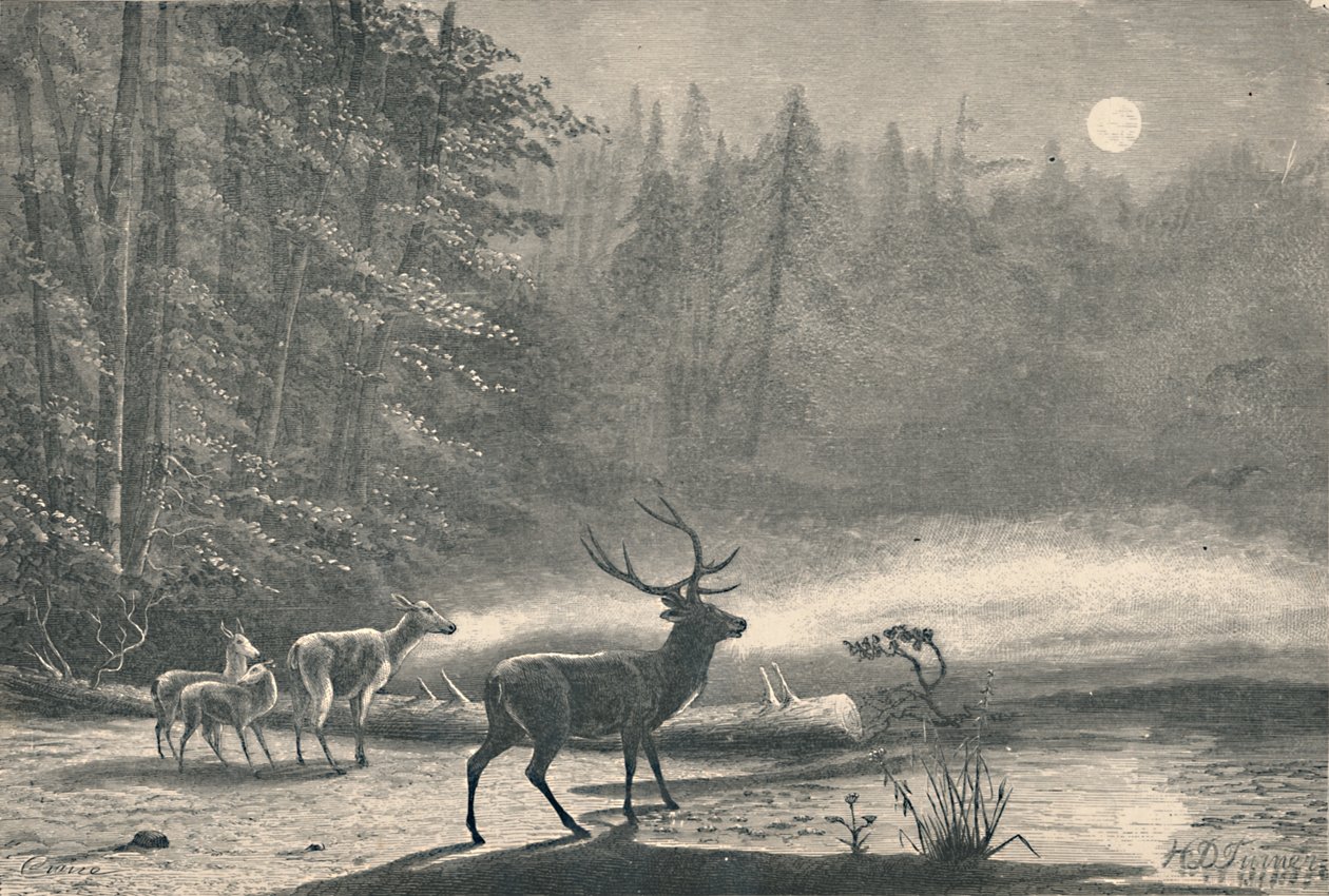 Hjortar vid sjön St. Regis, på natten, 1883 av Unbekannt
