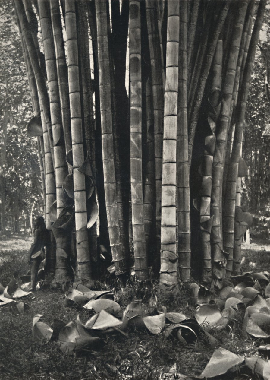 Den nedre delen av stjälkarna på en jättelik bambuväxt i Peradeniya, 1926 av Unbekannt