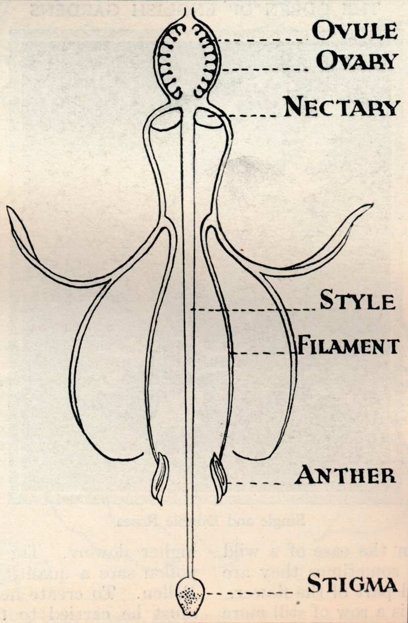 Diagram av en Fuchsia-blomma, som visar mekanismen som används för att producera frön, c1934 av Unbekannt