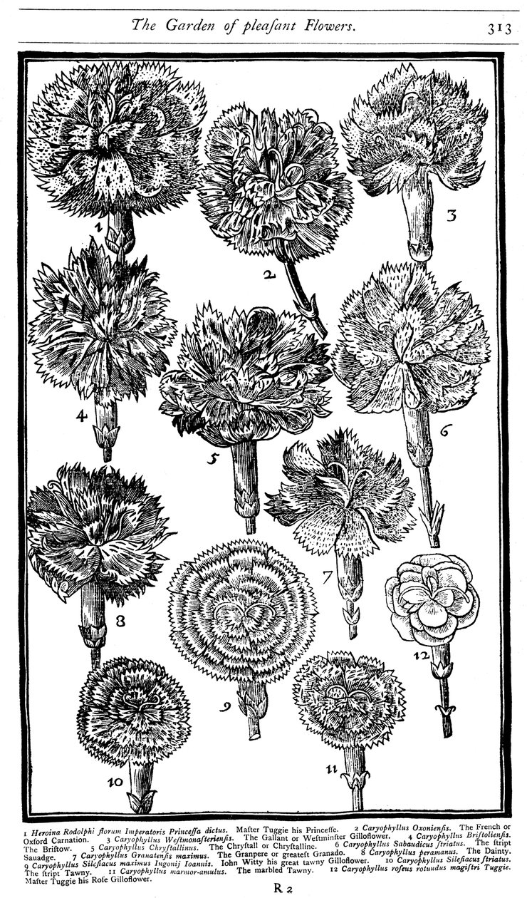Dianthus nejlikor och rosa, 1629 av Unbekannt
