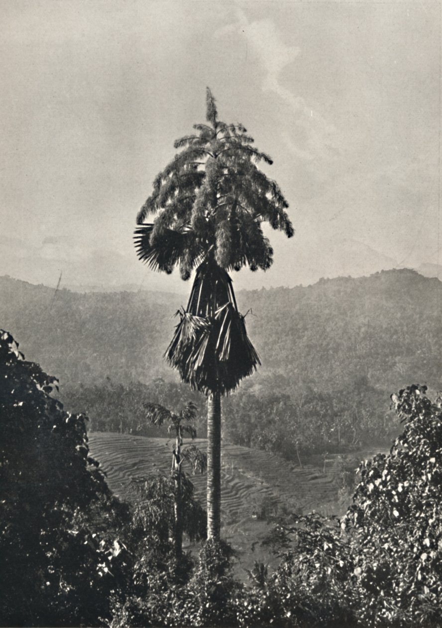 Die Talipotpalm Corypha umbracalifera i Blute, 1926 av Unbekannt