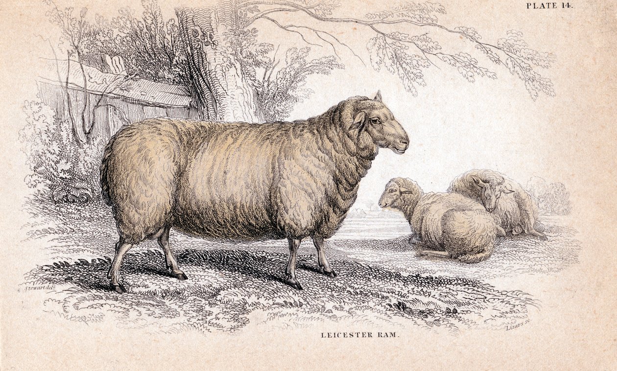 Dishley New Leicester Ram, c1840 av Unbekannt