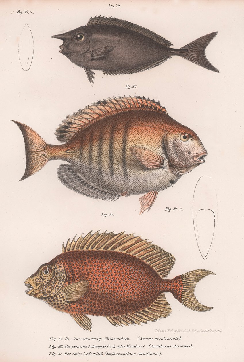 Doctorfish tang, Vanlig snapper, Kortnosad enhörningsfisk av Unbekannt