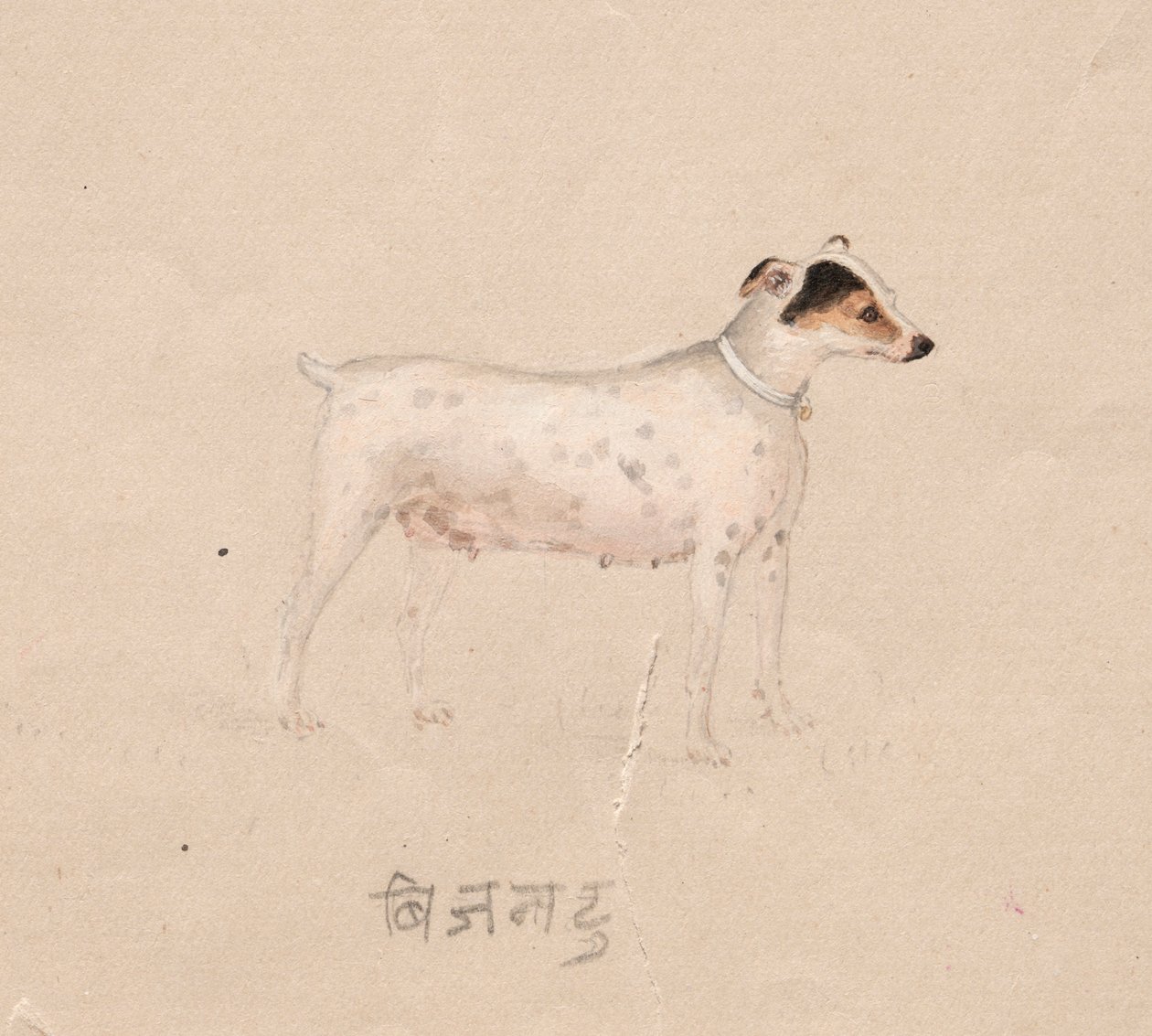 Hund, 1800-tal. av Unbekannt