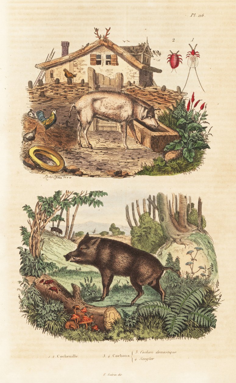 Tamgris, Sus scrofa domesticus 3, vildsvin, Sus scrofa 4 och cochineal skalbagge, Dactylopius coccus av Unbekannt