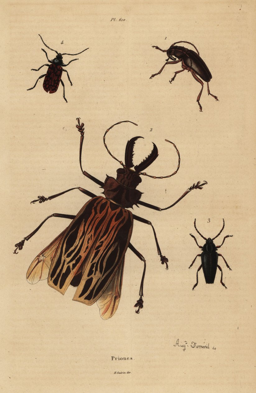 Dorysthenes paradoxus 1, Macrodontia cervicornis, sårbar 2, Elateropsis lineatus 3 och Prionus versicolor 4 av Unbekannt