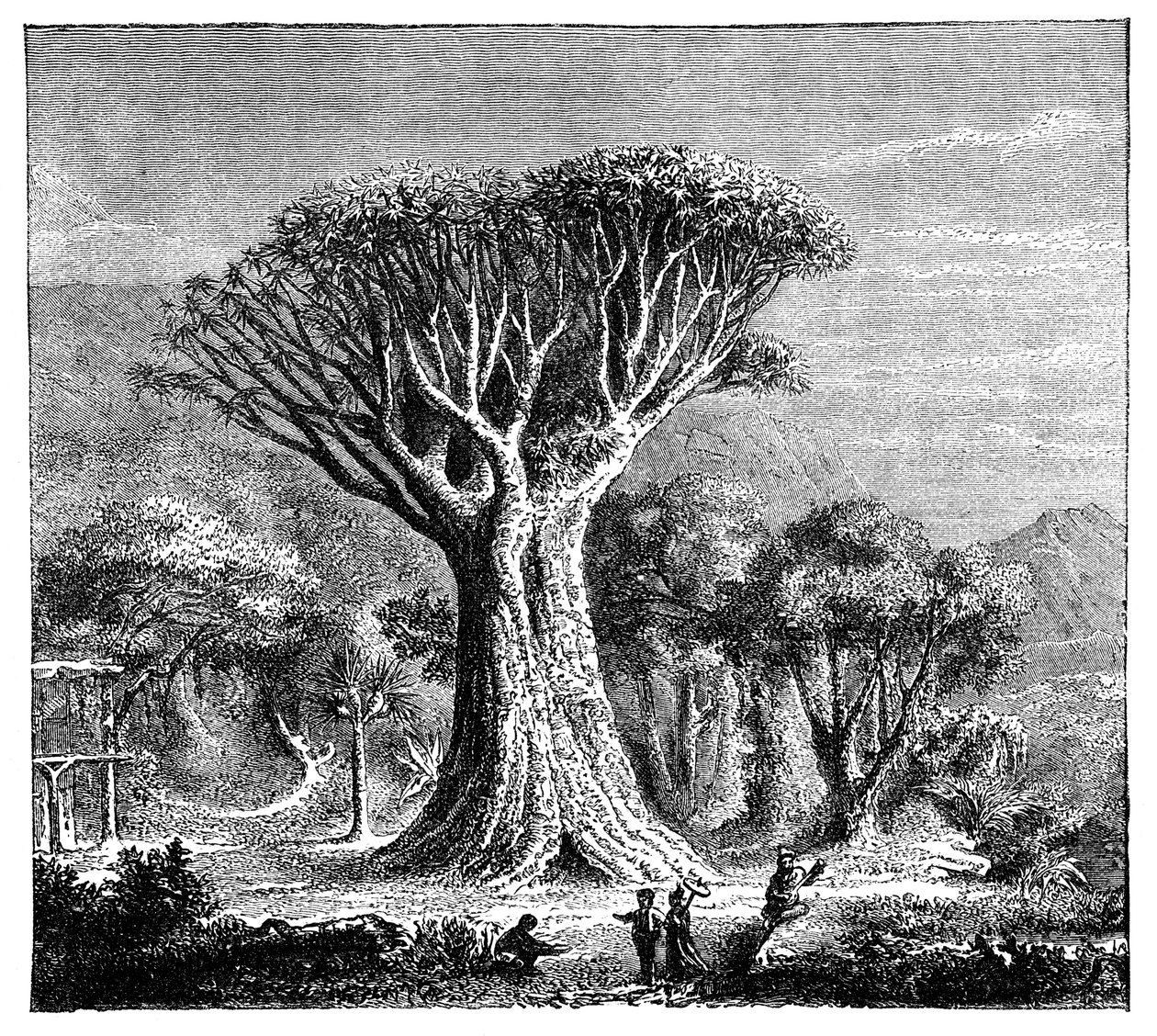 Dracona of Icod, Teneriffa, Spanien, c1900-talet av Unbekannt