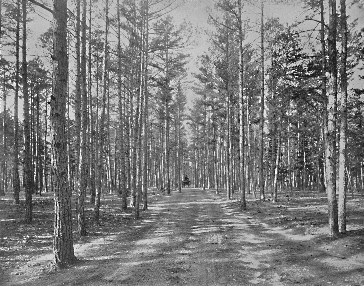 Kör i Piney Woods Park, Lakewood, New Jersey, c1897. av Unbekannt
