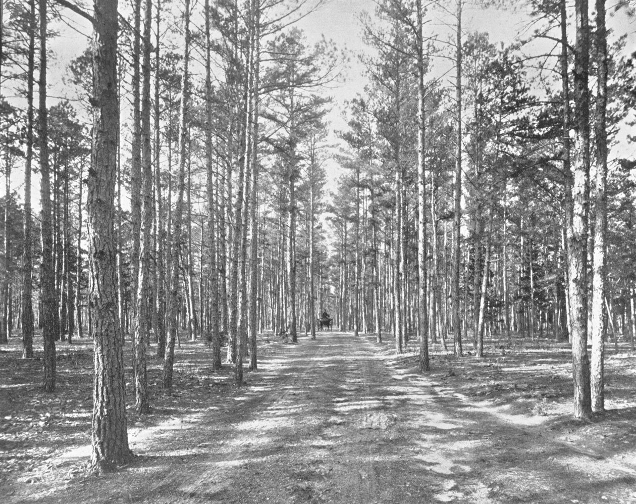 Kör i Piney Woods Park, Lakewood, New Jersey, USA, c1900. av Unbekannt