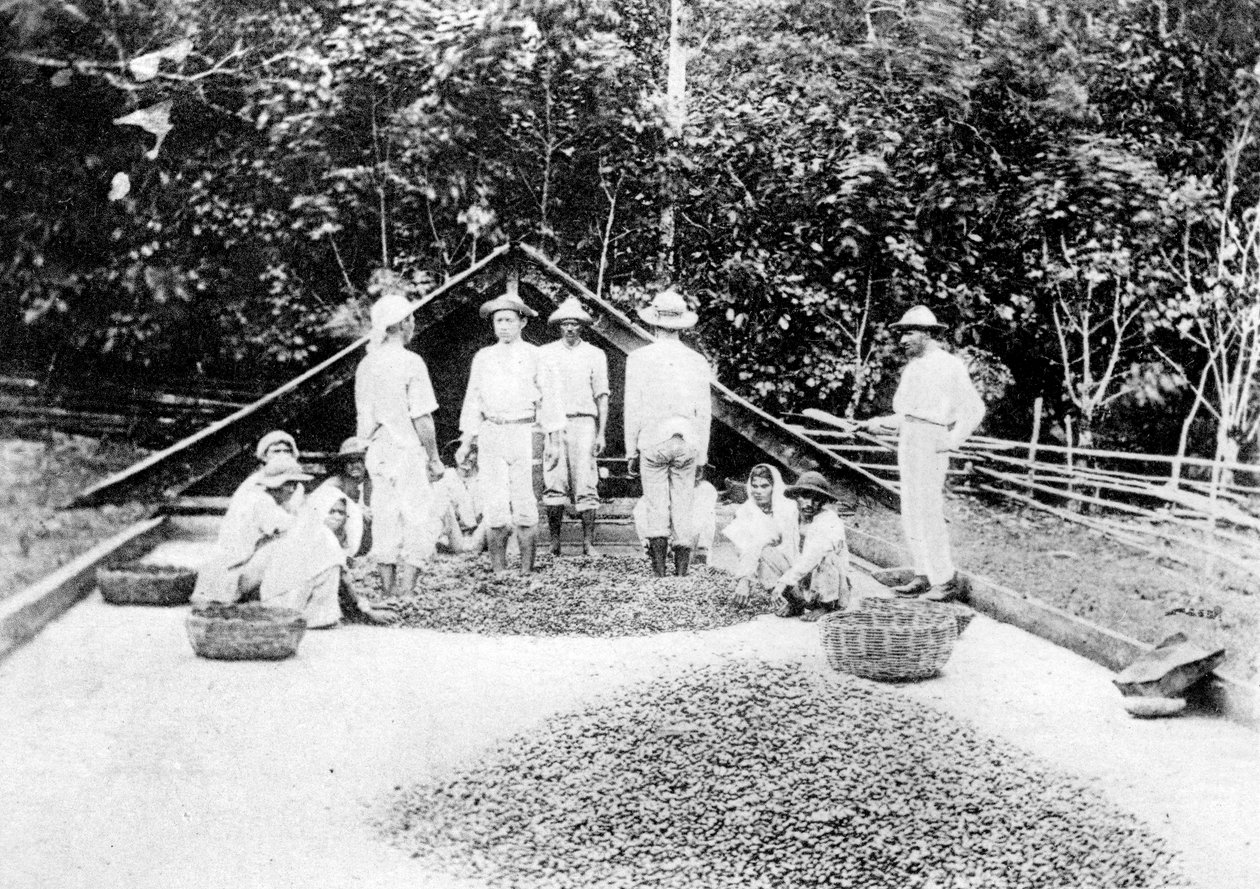 Torkning av kakao, Trinidad, c1900-talet av Unbekannt