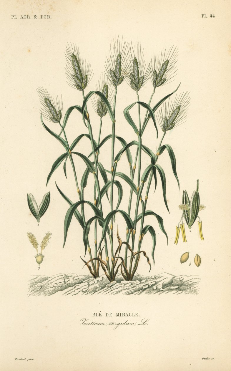 Durumvete, pastavete eller maraconivete, Triticum turgidum, Ble de miracle av Unbekannt