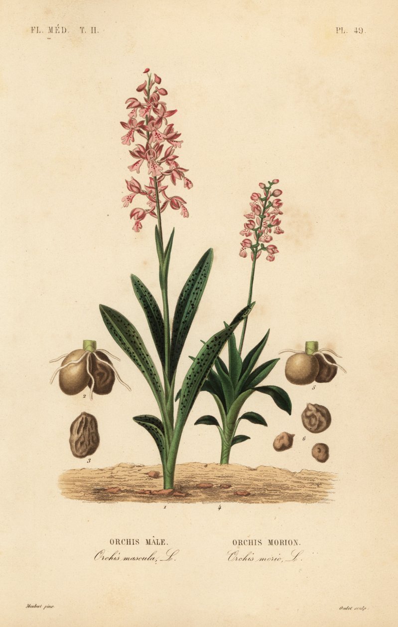 Tidig lila orkidé, orkidéhane, orkidéhane och grönvingad orkidé, Anacamptis morio, Orchis morion av Unbekannt