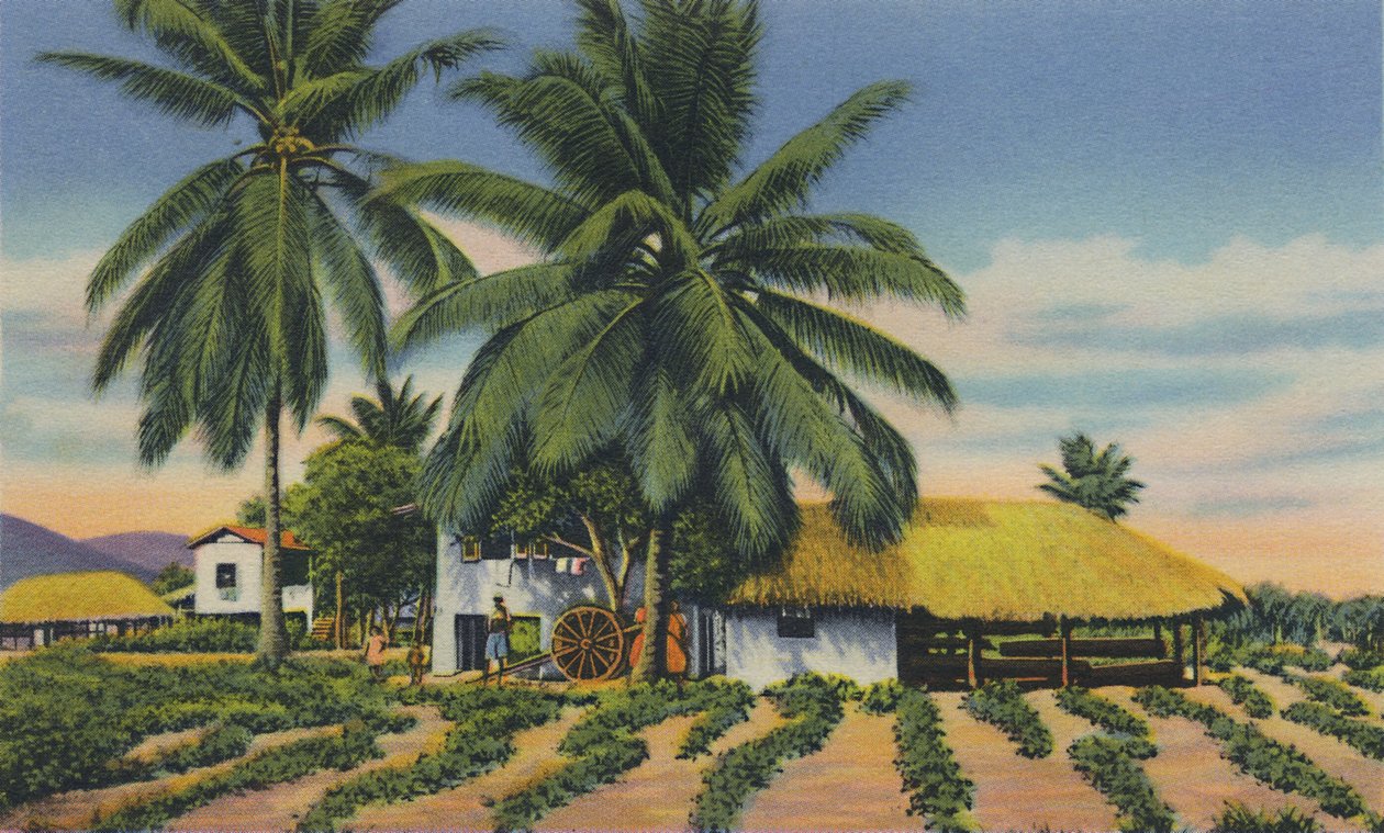 East Indian Huts, Trinidad, B.W.I., c1940-talet. av Unbekannt