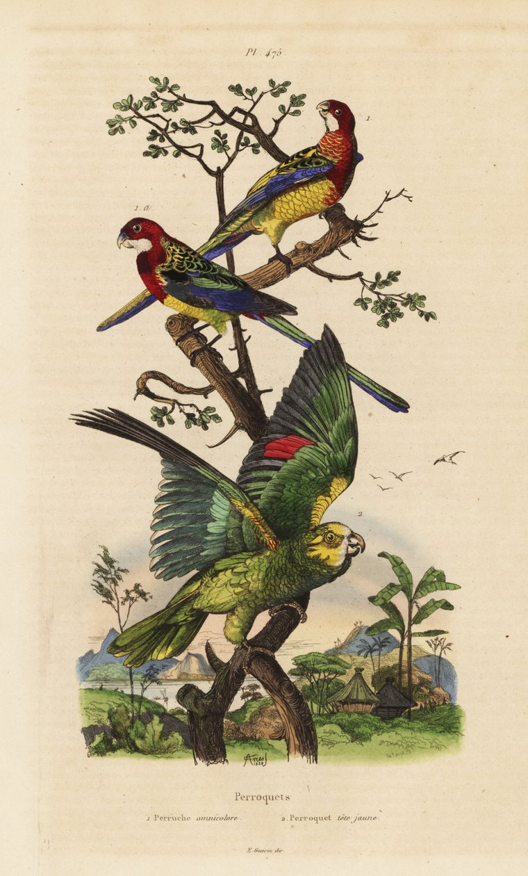 Eastern rosella, Platycercus-examen och gulkrönt amazon, Amazona ochrocephala av Unbekannt