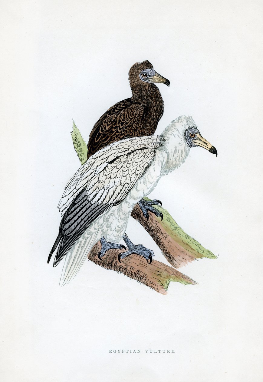 Egyptisk gam, c1800-talet av Unbekannt