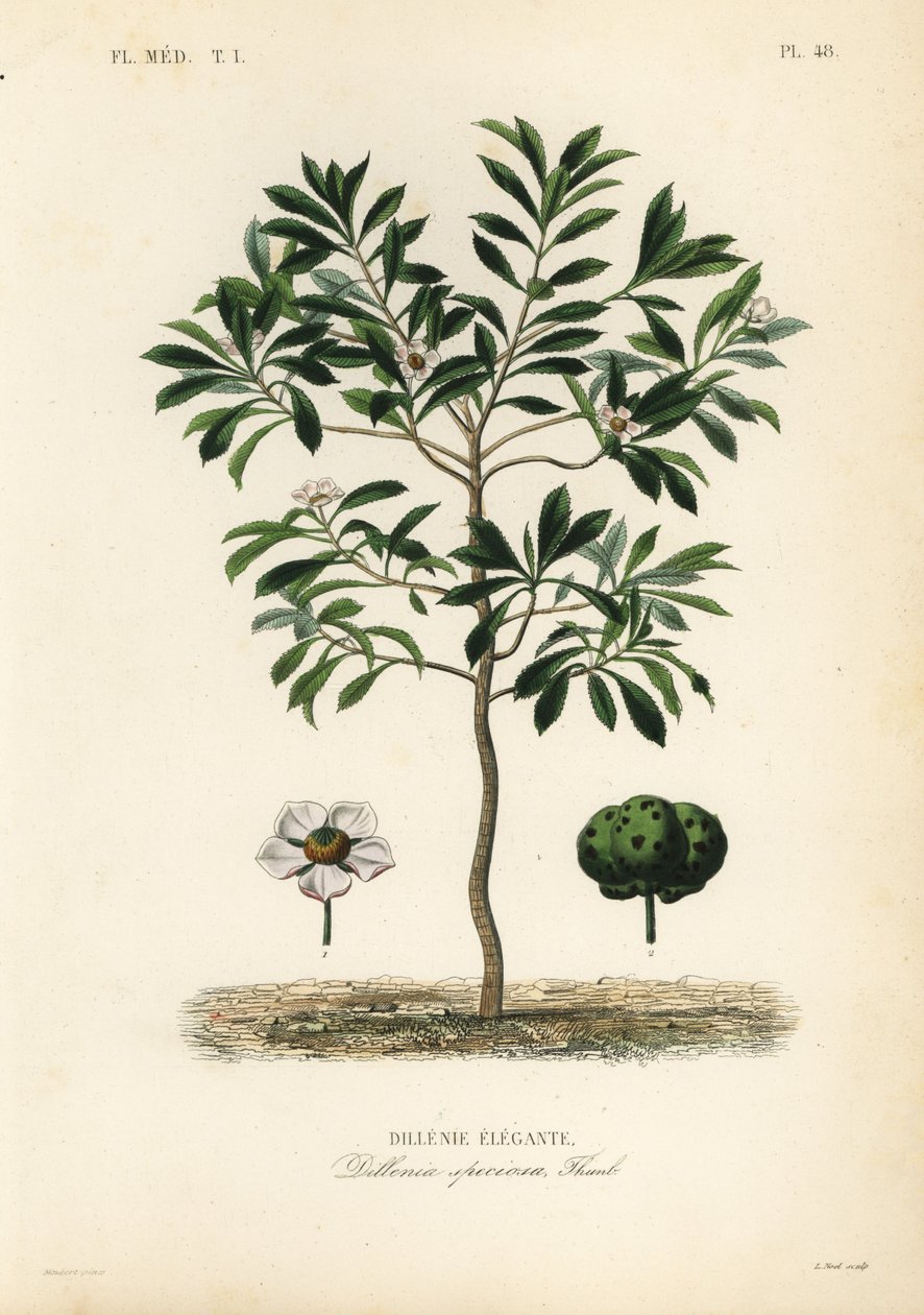 Elefantäpple eller chulta, Dillenia indica, Dillenia speciosa, Dillenie elegante av Unbekannt
