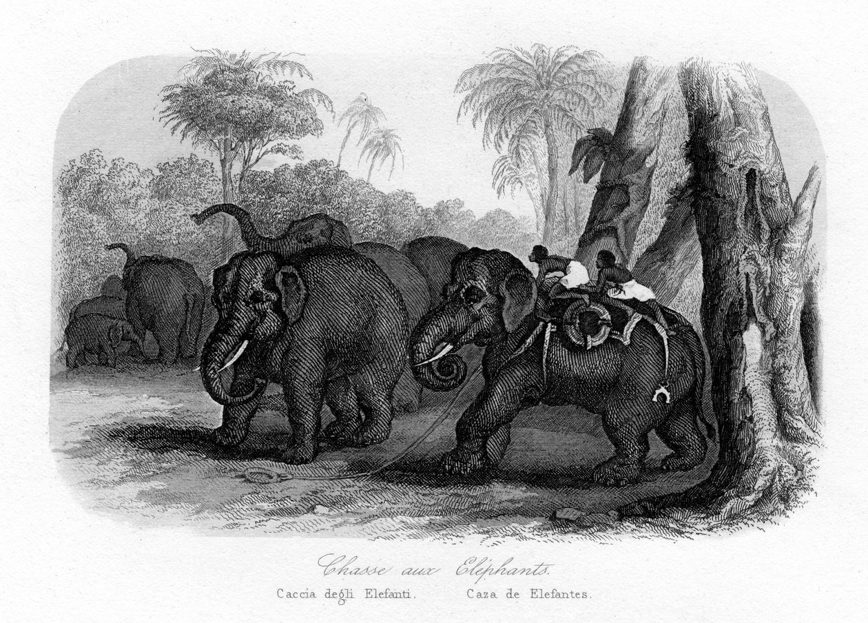 Elefantjakt, Indien, c1840 av Unbekannt