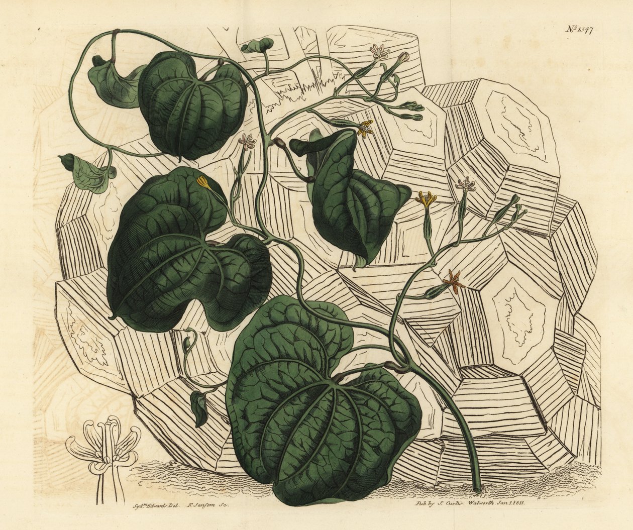 Elefantfot, Dioscorea elephantipes (hona cape bryony, Tamus elephantipes faemina) av Unbekannt