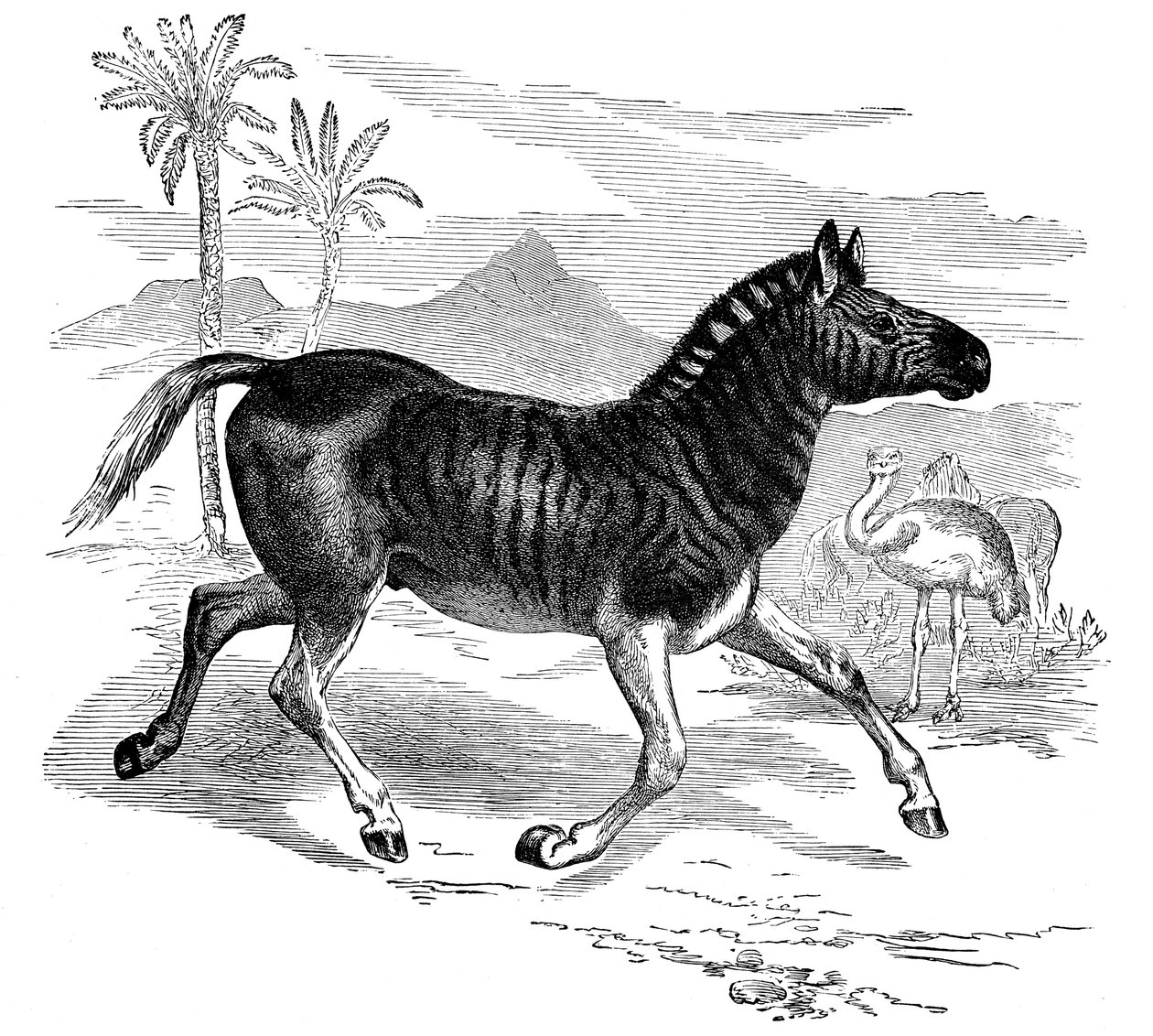 Gravyr av en Quagga, 1884 av Unbekannt