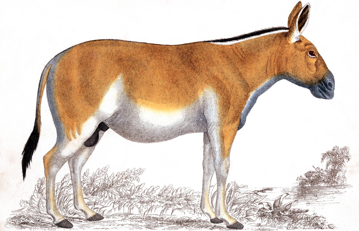 Gravyr av en Quagga, c1860 av Unbekannt