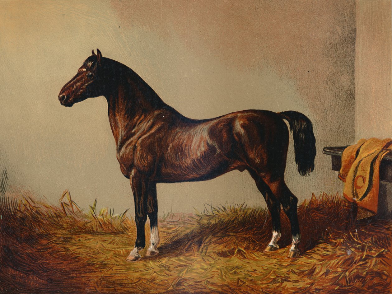 Hela ponnyhacket Don Carlos, c1897. av Unbekannt