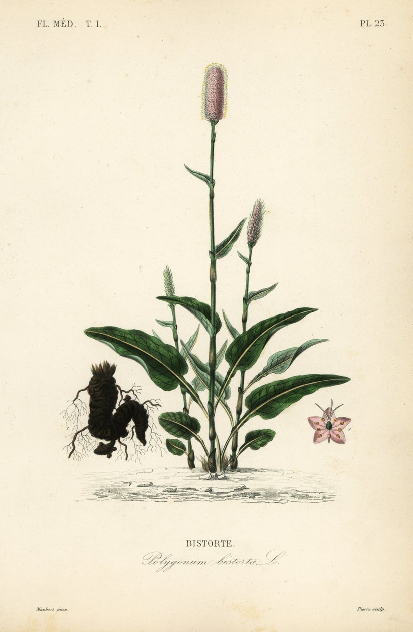 Europeisk bistort eller ormrot, Persicaria bistorta, Polygonum bistorta, Bistorte av Unbekannt