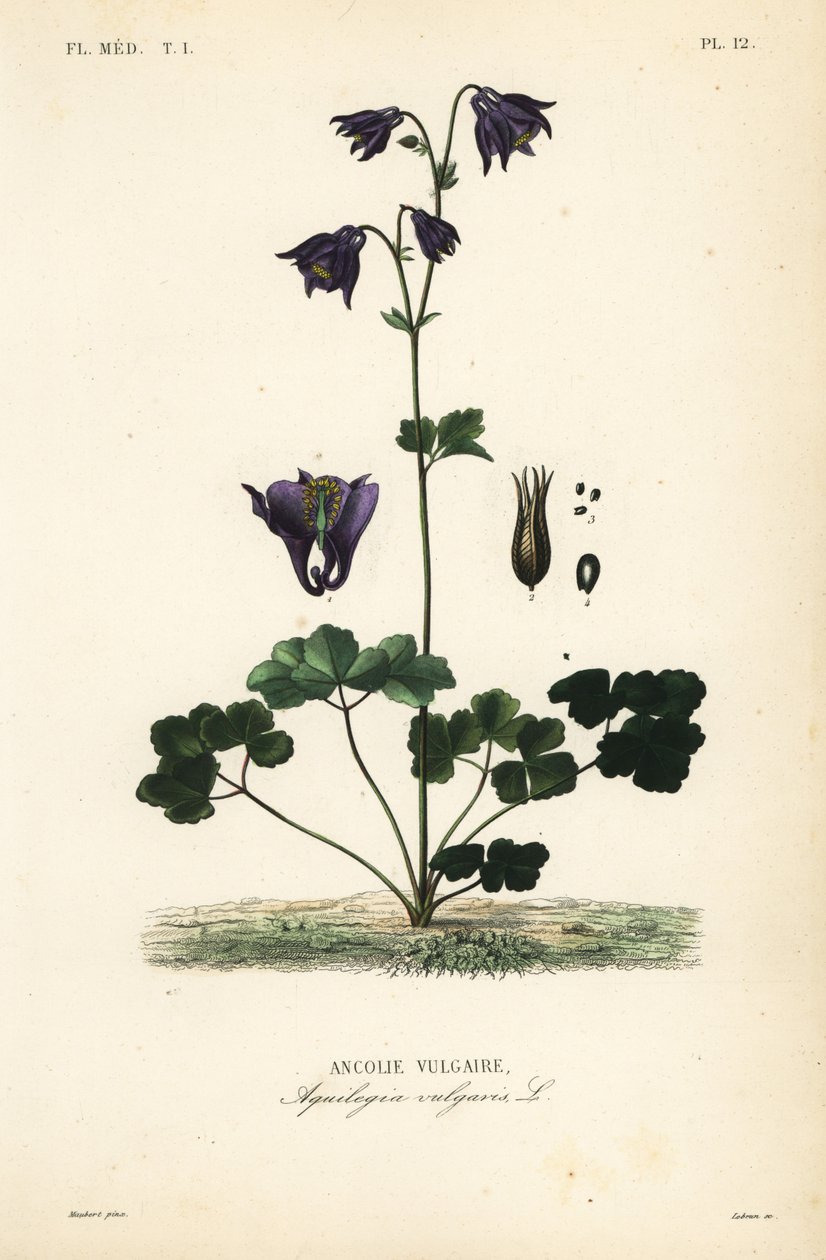 Europeisk akleja, Aquilegia vulgaris, Ancolie vulgaire av Unbekannt