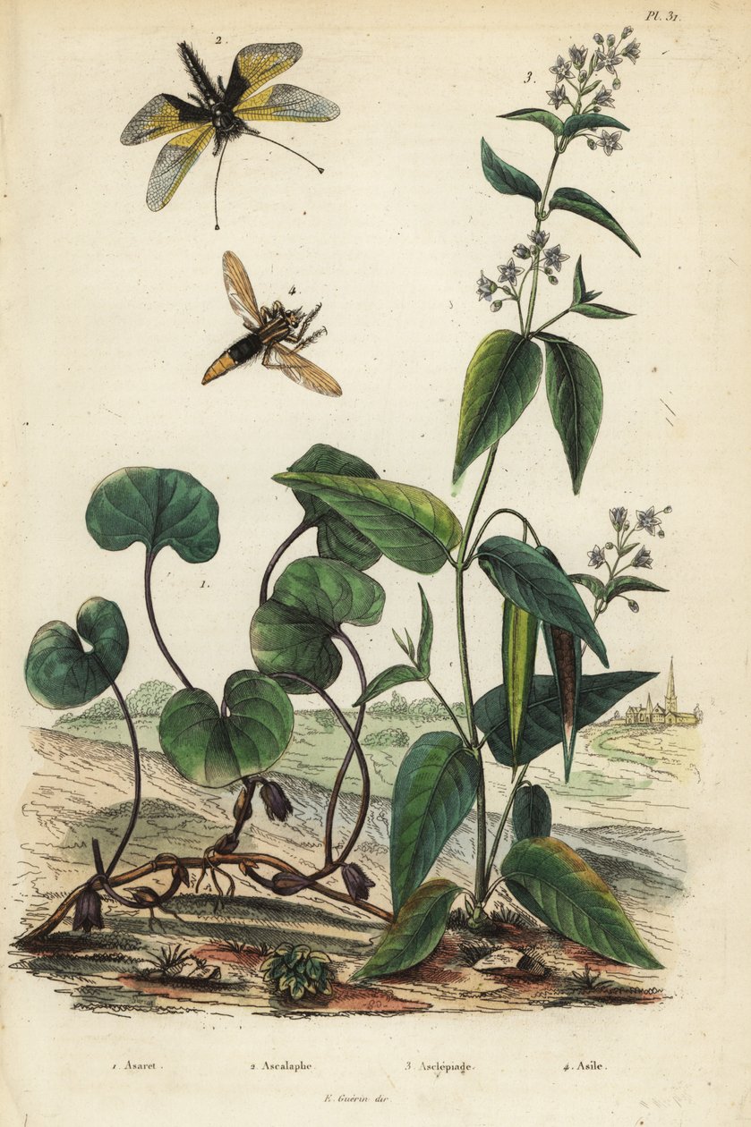 Europeisk vild ingefära, Asarum europaeum 1, Libelloides longicornis, Ascalaphus longicornis 2, milkweed, Asclepias syriaca 3 och bålgetingrånare, Asilus bålgeting av Unbekannt
