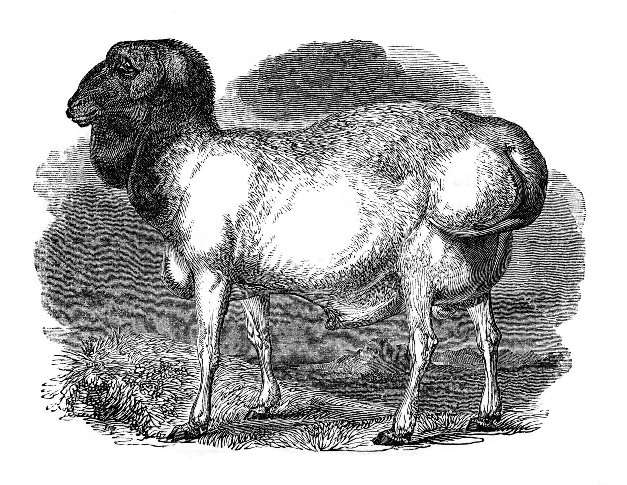 Fettrumpiga får från Tartary, 1848 av Unbekannt