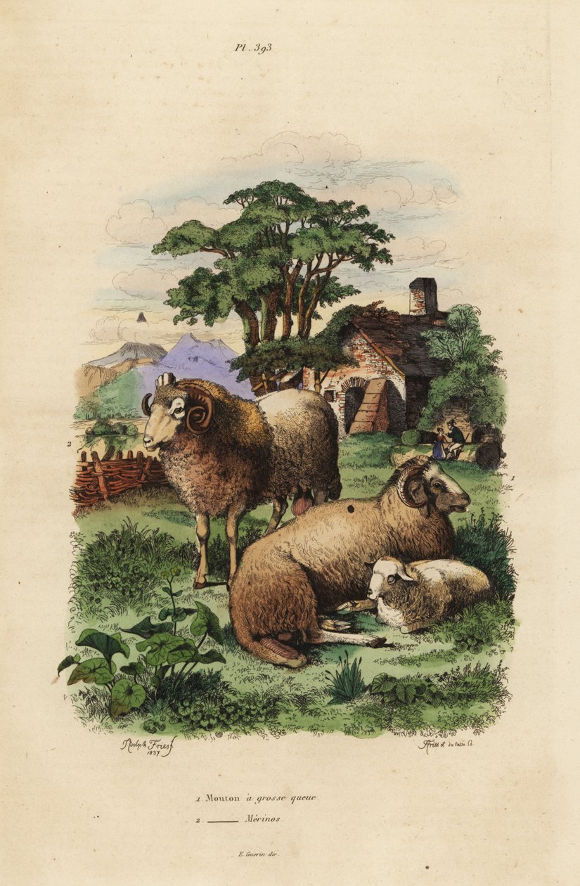 Fettsvansfår, Ovis aries 1, och Merino-får, Ovis aries 2 av Unbekannt