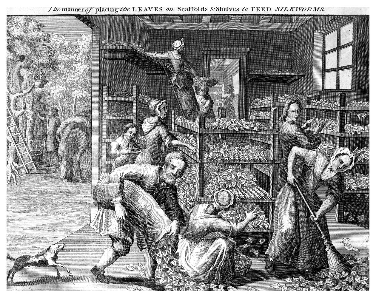 Matande silkesmaskar, 1700-tal av Unbekannt