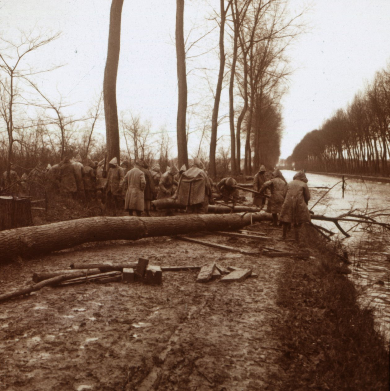 Trädfällning, Noyon, norra Frankrike, c1914-c1918 av Unbekannt