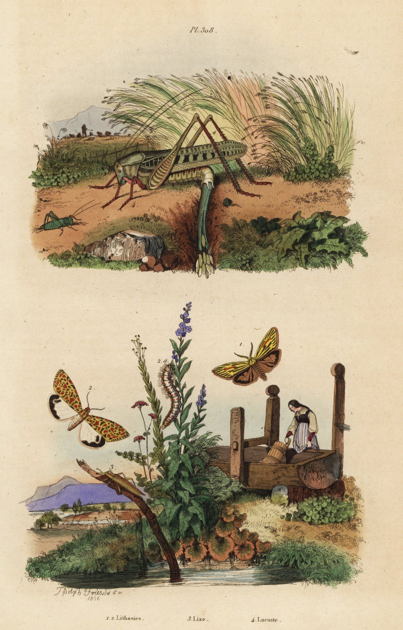 Vårbitare gräshoppa honor som lägger ägg, Decticus verrucivorus 4, fjäderfotare, Spiris striata 1, och rödfläckig flunkey, Utetheisa pulchella 2 och Lixus paraplecticus skalbagge 3. Lithosies, lixe, locuste av Unbekannt