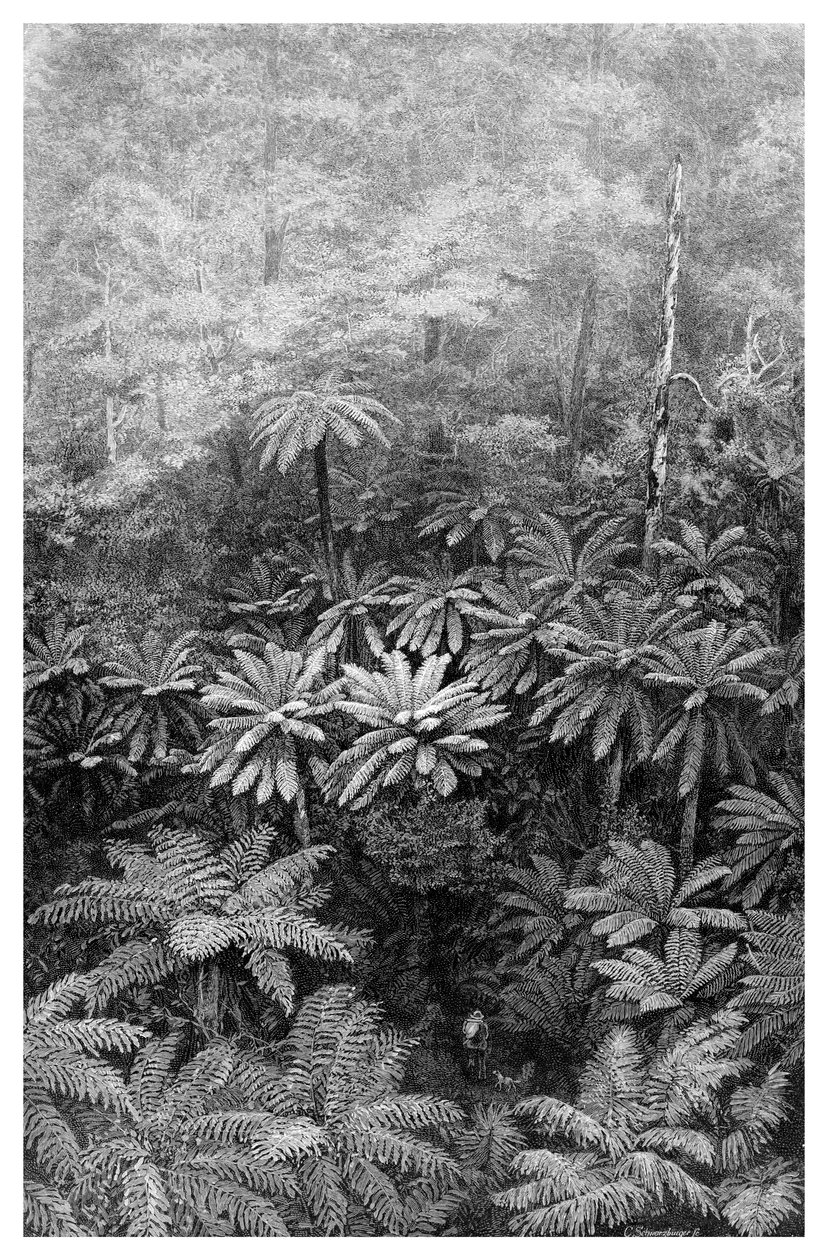 Fern Tree Gully, Australien, 1886 av Unbekannt
