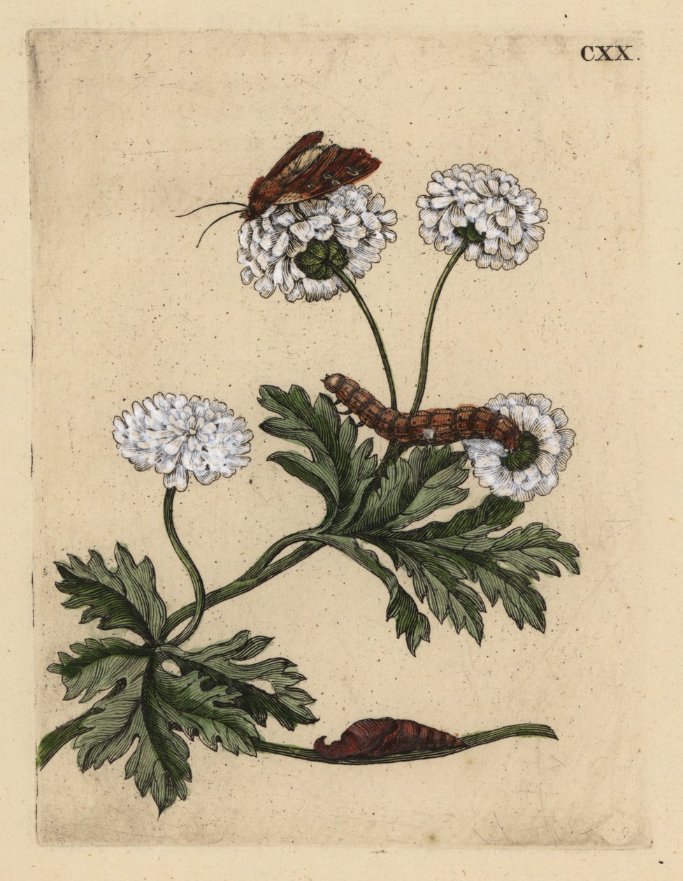 Feverfew, Tanacetum parthenium, med mal, larv och puppa, CXX av Unbekannt