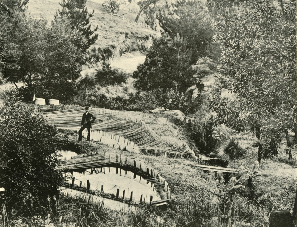 Fiskdammar, Ercildoune, nära Ballarat, 1901. av Unbekannt