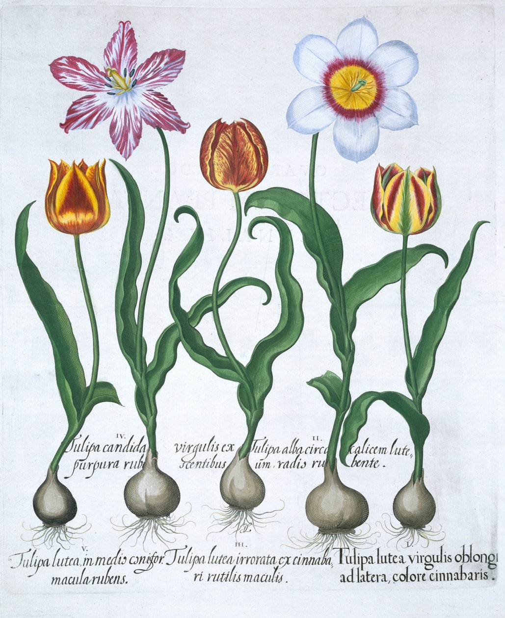 Fem tulpaner, 1613 av Unbekannt