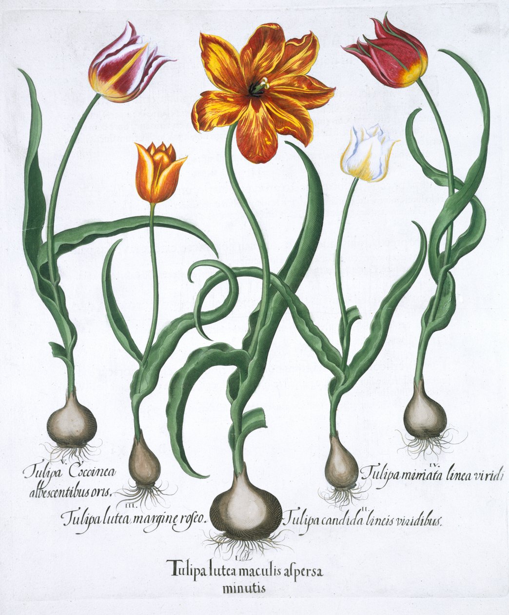 Fem tulpaner, 1613 av Unbekannt