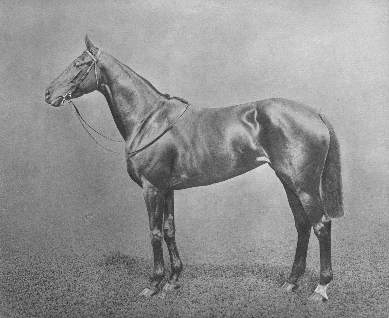 Flair, 1911 av Unbekannt