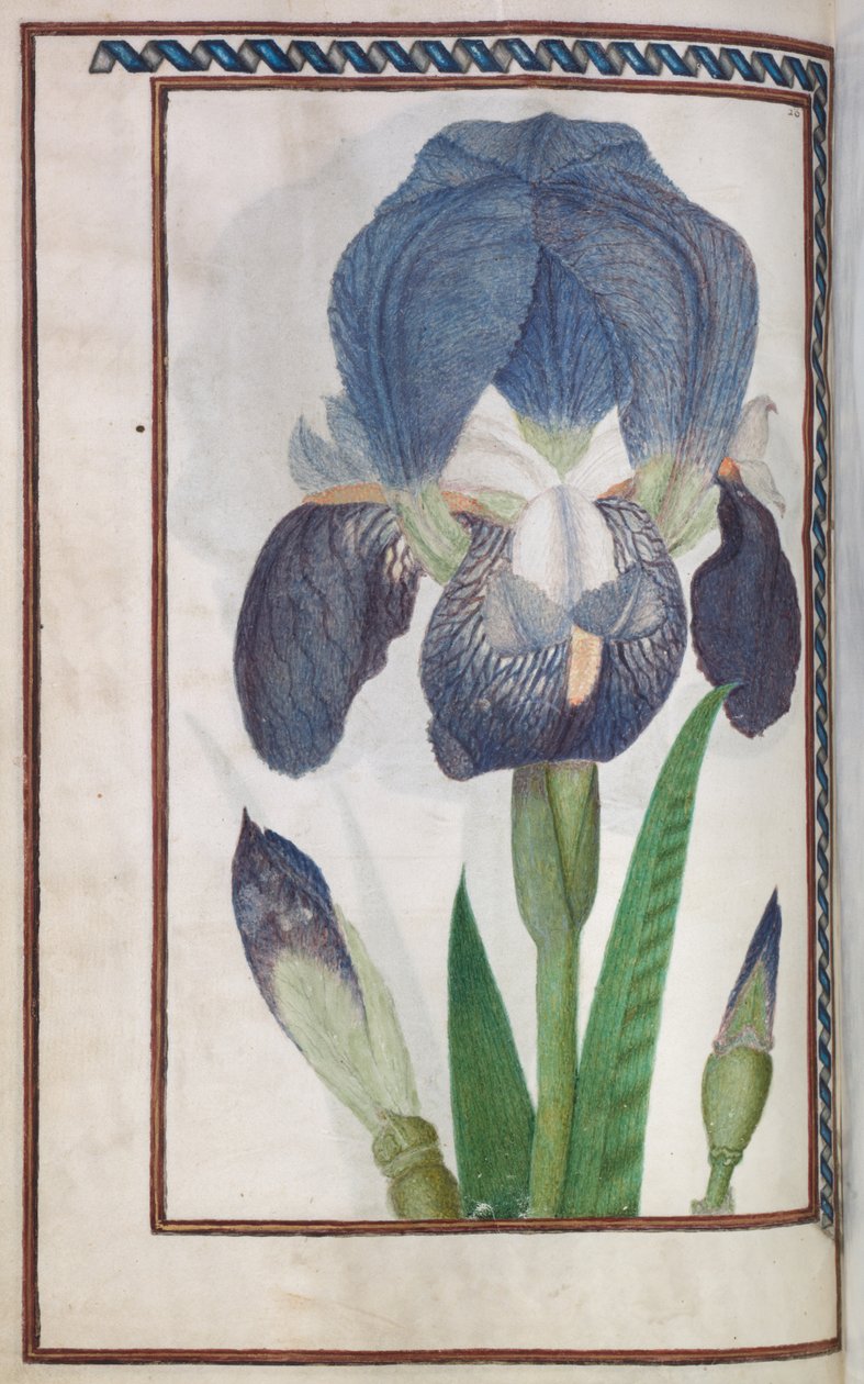 Florilegium: sida 14 verso blå och vit iris, 1608 av Unbekannt