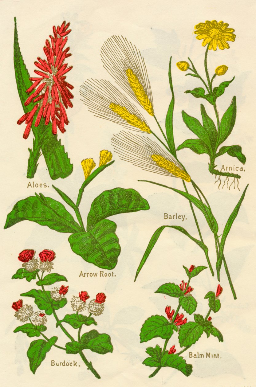 Blommor: Aloe, Arnica, Pilrot, Korn, Balsammynta, Kardborre, c1940. av Unbekannt