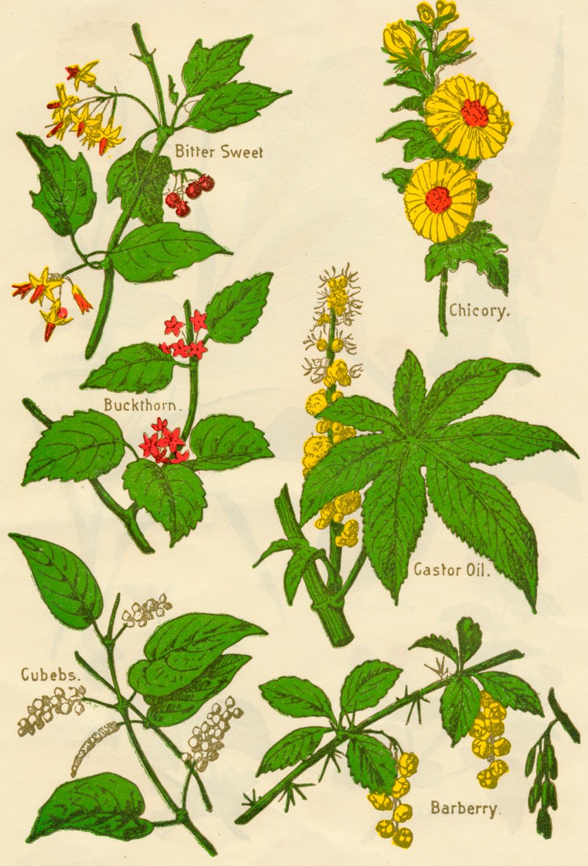 Blommor: Bitter söt, havtorn, kuber, cikoria, ricinolja, berberis, c1940. av Unbekannt