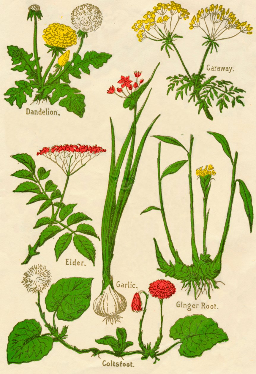 Blommor: Maskros, kummin, fläder, vitlök, hölfoot, ingefära, c1940 av Unbekannt