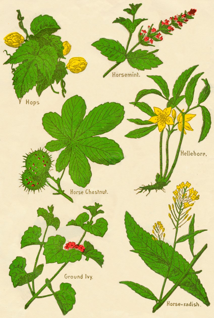 Blommor: humle, hästminta, hästkastanj, hellebore, mald murgröna, pepparrot, c1940 av Unbekannt