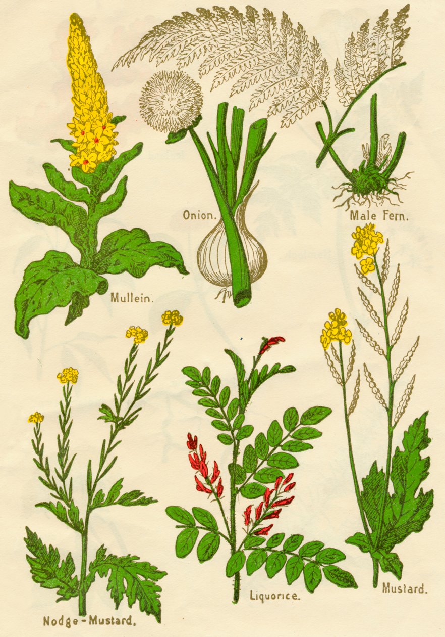Blommor: Mullein, lök, hanormbunke, nodge-senap, lakrits, senap, c1940 av Unbekannt