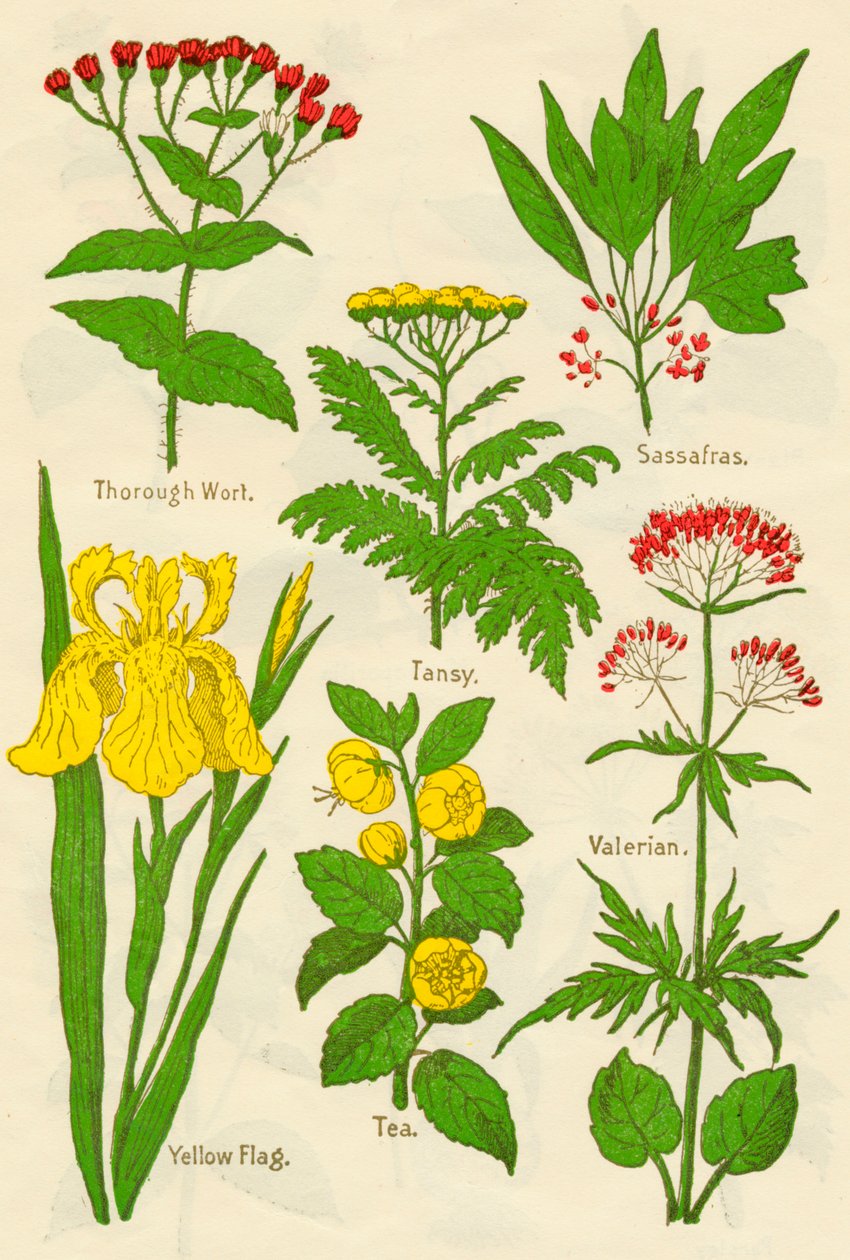 Blommor: grundlig vört, tansy, sassafras, valeriana, gul flagga, te, valeriana, c1940 av Unbekannt