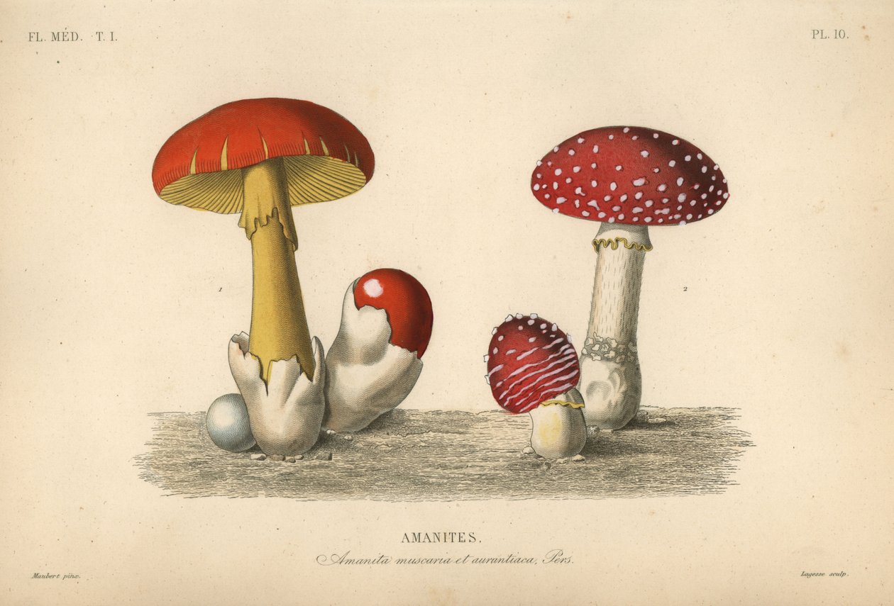 Flugsvamp, Amanita muscaria, imperial svamp, Amanita aurantiaca av Unbekannt