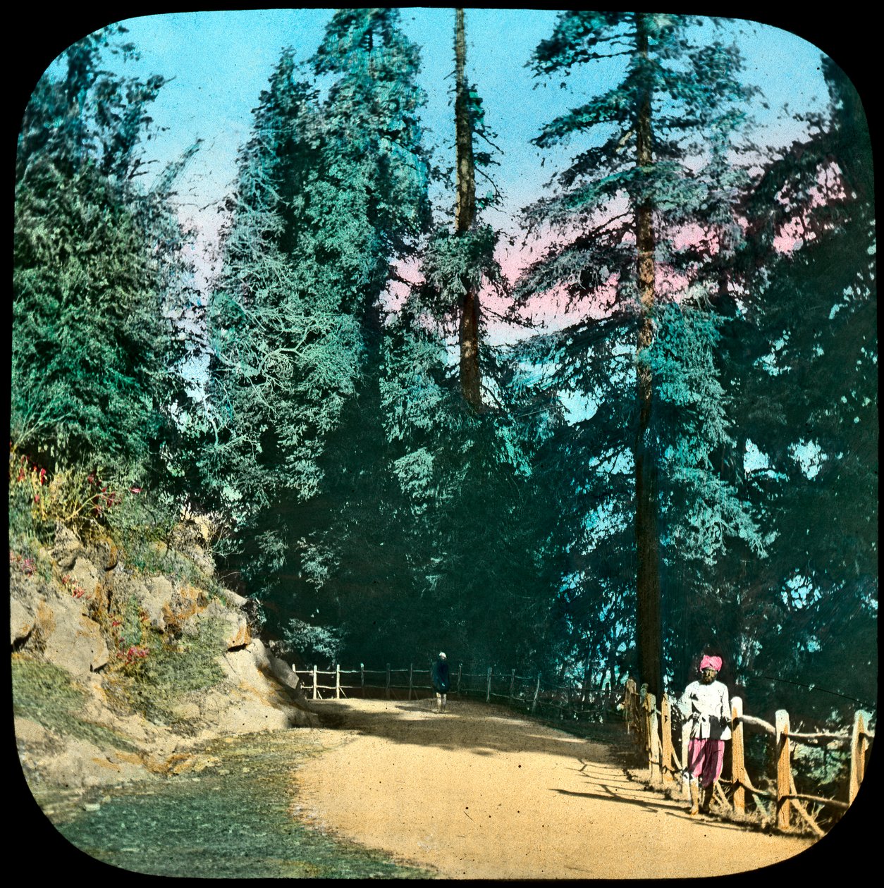 Forest, Murree, Indien, sent 1800-tal eller tidigt 1900-tal av Unbekannt