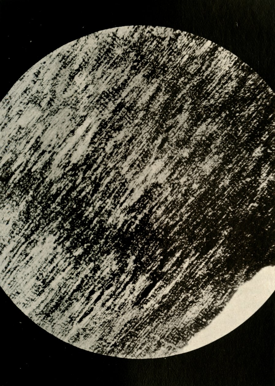 Fossilskog i sandsten, från en morän på latitud 85° syd, c1908, 1909. av Unbekannt