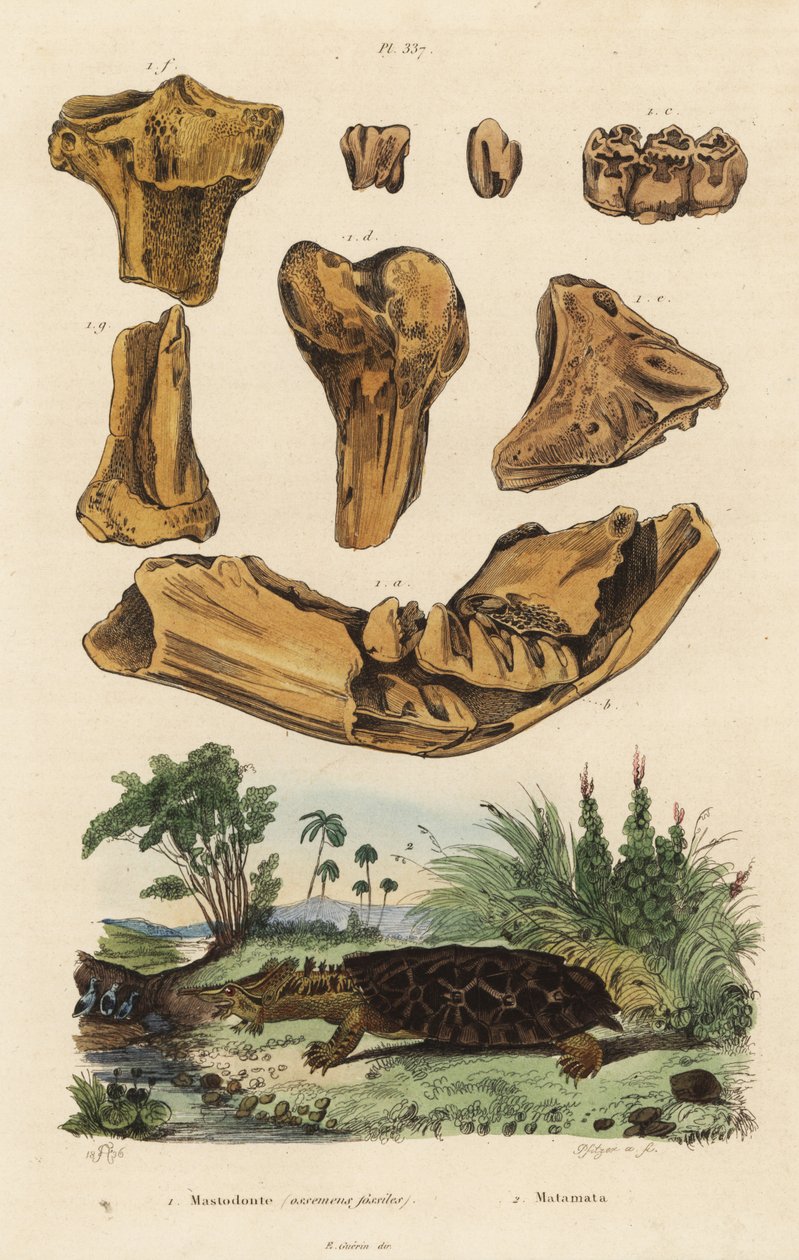 Fossila ben av en utdöd amerikansk mastodont, Mammut americanum 1, och mata mata, Chelus fimbriata 2 av Unbekannt